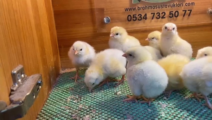 Light Sussex Civciv 2026