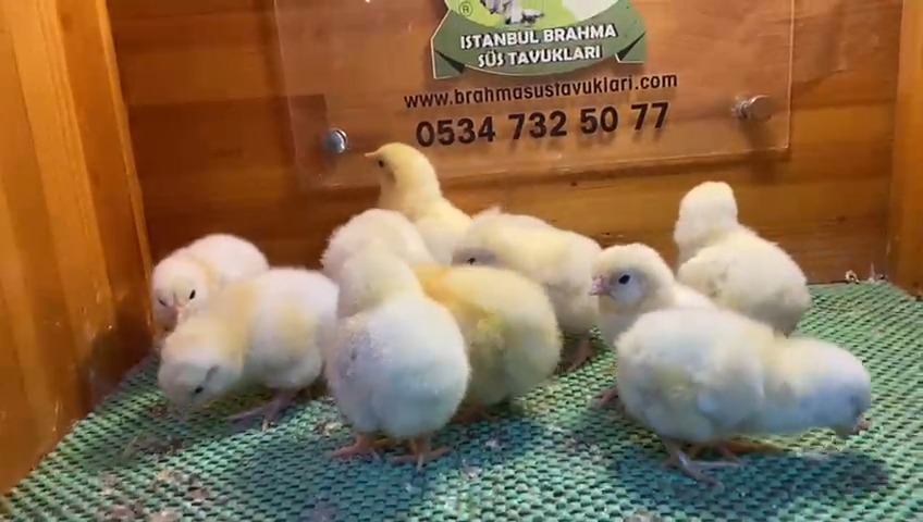 Light Sussex Civciv 2026 İstanbul Süs TAVUKLARI Light Sussex Civciv 2026