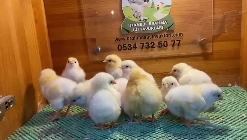 Light Sussex Civciv 2026 İstanbul Süs TAVUKLARI Light Sussex Civciv 2026