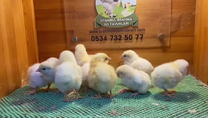 Light Sussex Civciv 2026 İstanbul Süs TAVUKLARI Light Sussex Civciv 2026