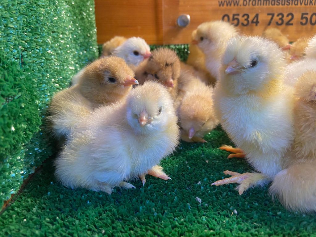 Park Brahma Tavuk Özellikleri İstanbul Süs TAVUKLARI Park Brahma Civciv 2026