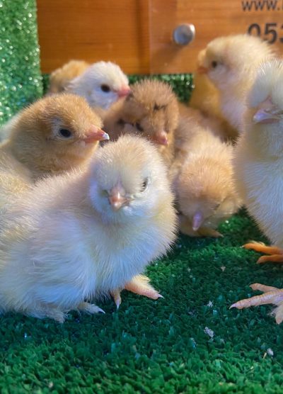 Park Brahma Civciv 2026