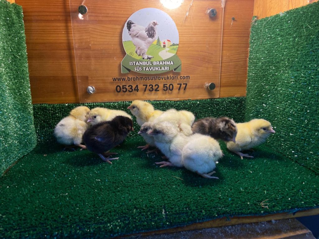 Renkli Ameraucana Civciv 2026