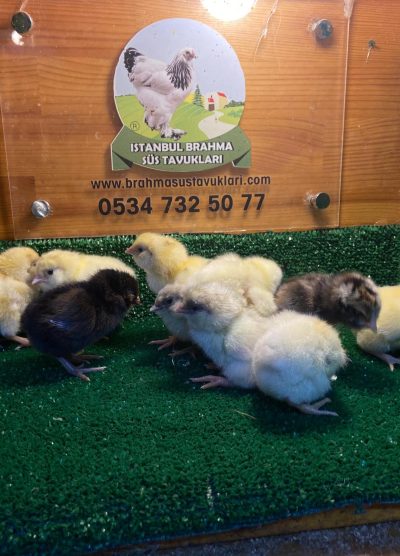 Renkli Ameraucana Civciv 2026