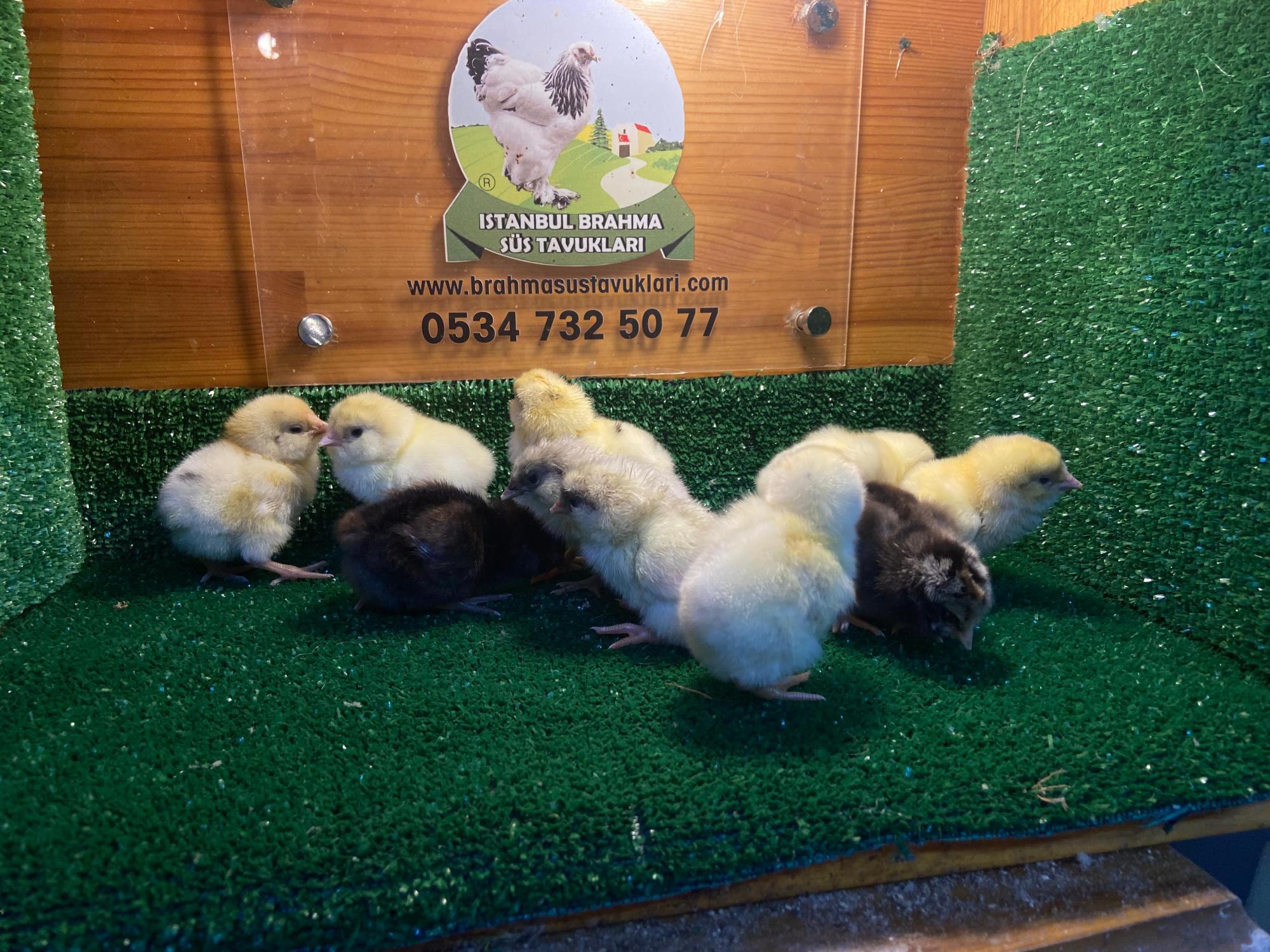 Renkli Ameraucana Civciv 2026 İstanbul Süs TAVUKLARI Renkli Ameraucana Civciv 2026