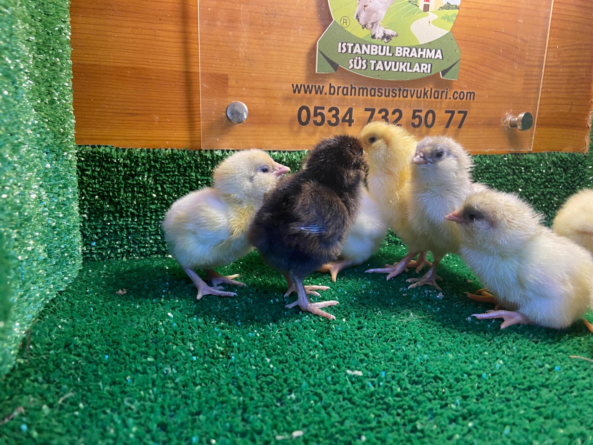 Renkli Ameraucana Civciv 2026 İstanbul Süs TAVUKLARI Renkli Ameraucana Civciv 2026