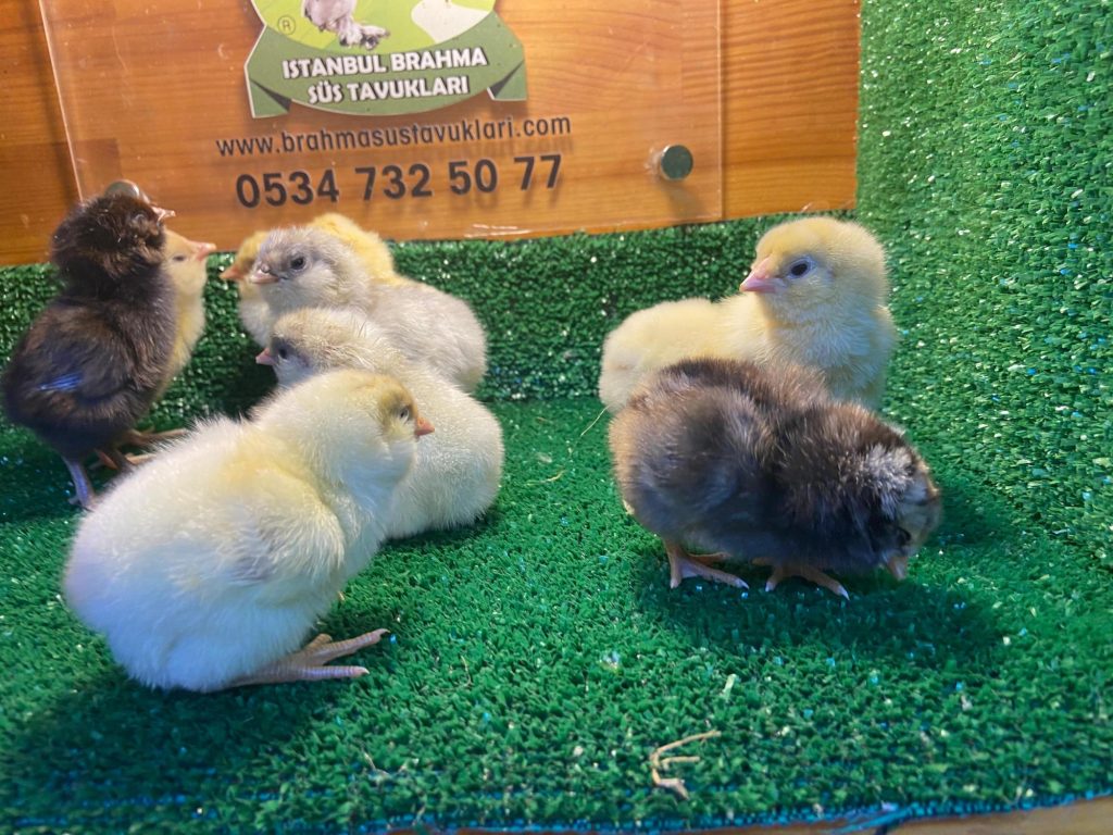 White Ameraucana Tavukları Hakkında Özellikler İstanbul Süs TAVUKLARI Renkli Ameraucana Civciv