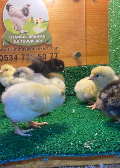 Renkli Ameraucana Civciv 2026