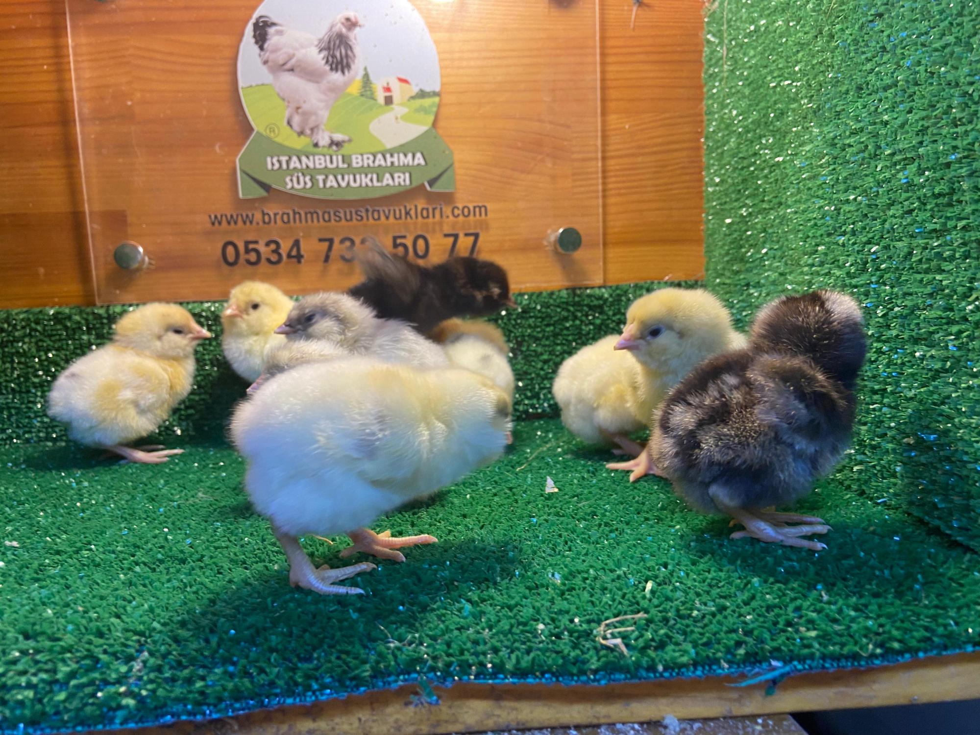 Renkli Ameraucana Civciv 2026 İstanbul Süs TAVUKLARI Renkli Ameraucana Civciv 2026