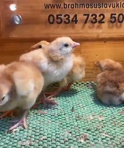 Rhode İsland Rir Civciv 2026