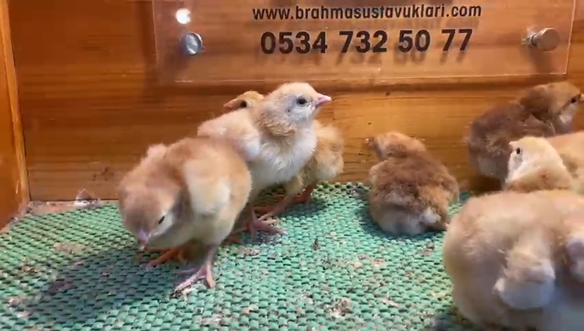 Rhode İsland Red Rir Tavukları Özellikleri İstanbul Süs TAVUKLARI Rhode İsland Rir Civciv 2026