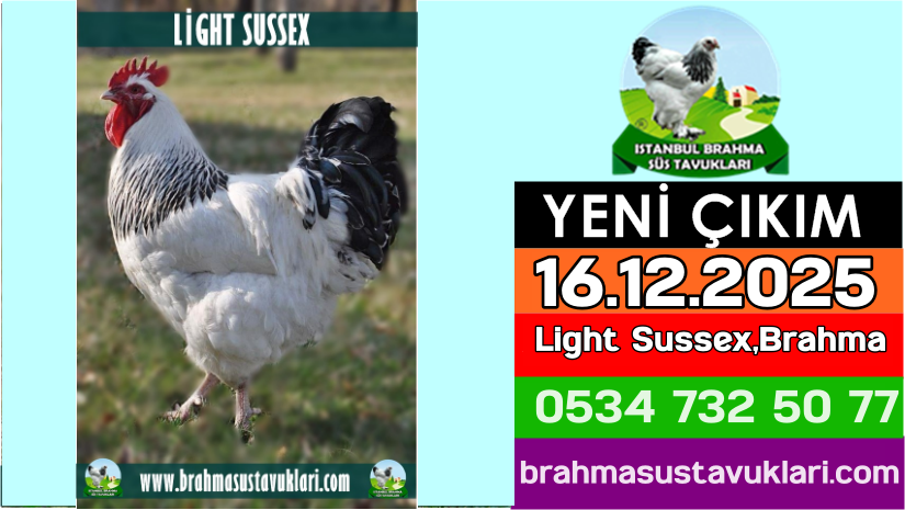 https://brahmasustavuklari.com/blog/yeni-cikim-16-12-2025-light-sussex-ameraucana-civciv.html
