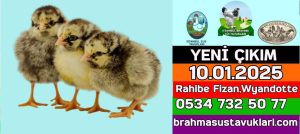 Kuluçkalık Yumurta