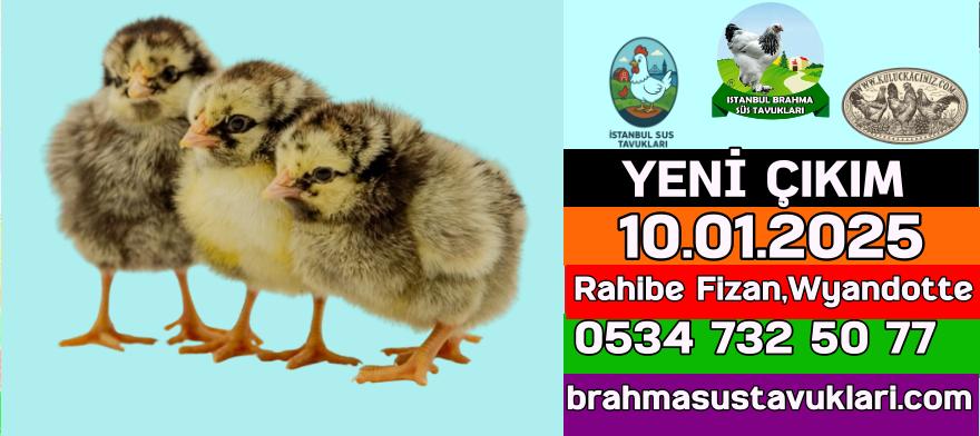 Kuluçkalık Yumurta