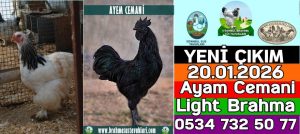 Süs Tavukları Kuluçkalık Yumurta Ve Civciv l İstanbul Süs Tavukları İstanbul Süs TAVUKLARI Kuluçkalık Yumurta