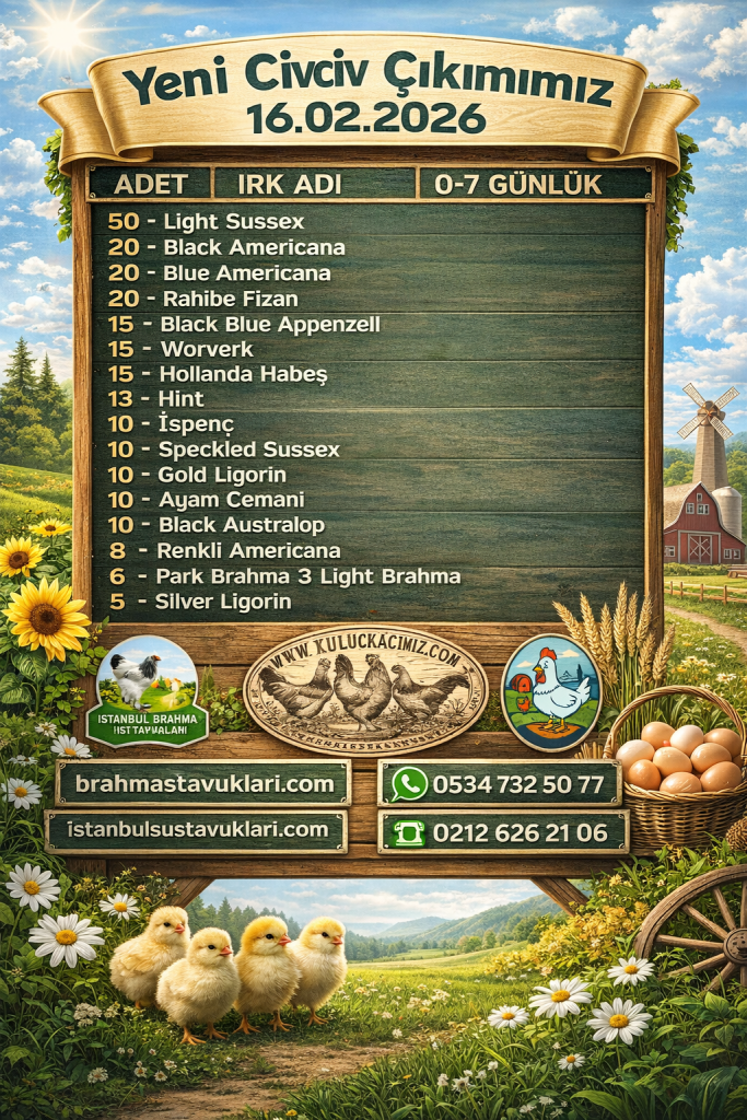 Kuluçkalık Yumurta