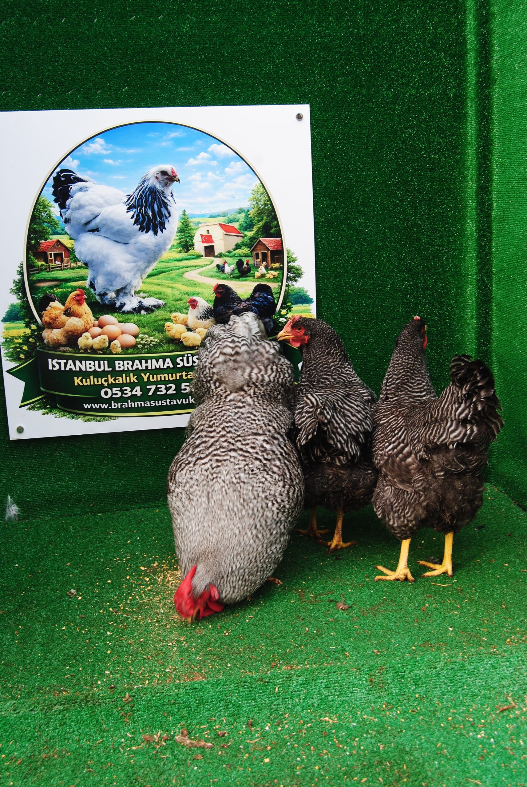 Barred Rock Kuluçkalık Yumurta İstanbul Süs TAVUKLARI Barred Rock Kuluçkalık Yumurta - Görsel 8