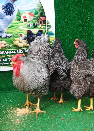 Barred Rock Kuluçkalık Yumurta