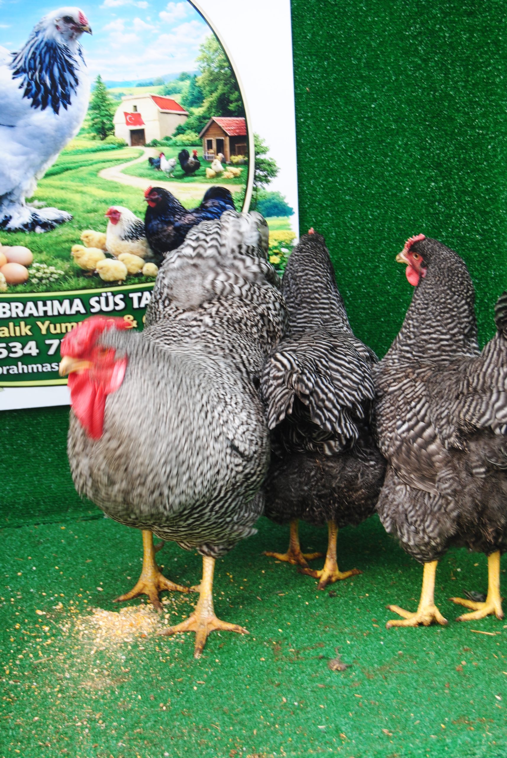 Barred Rock Kuluçkalık Yumurta İstanbul Süs TAVUKLARI Barred Rock Kuluçkalık Yumurta