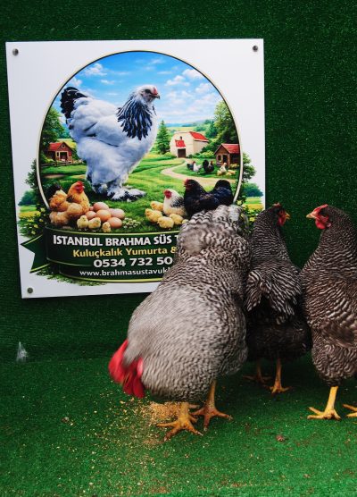 Barred Rock Kuluçkalık Yumurta