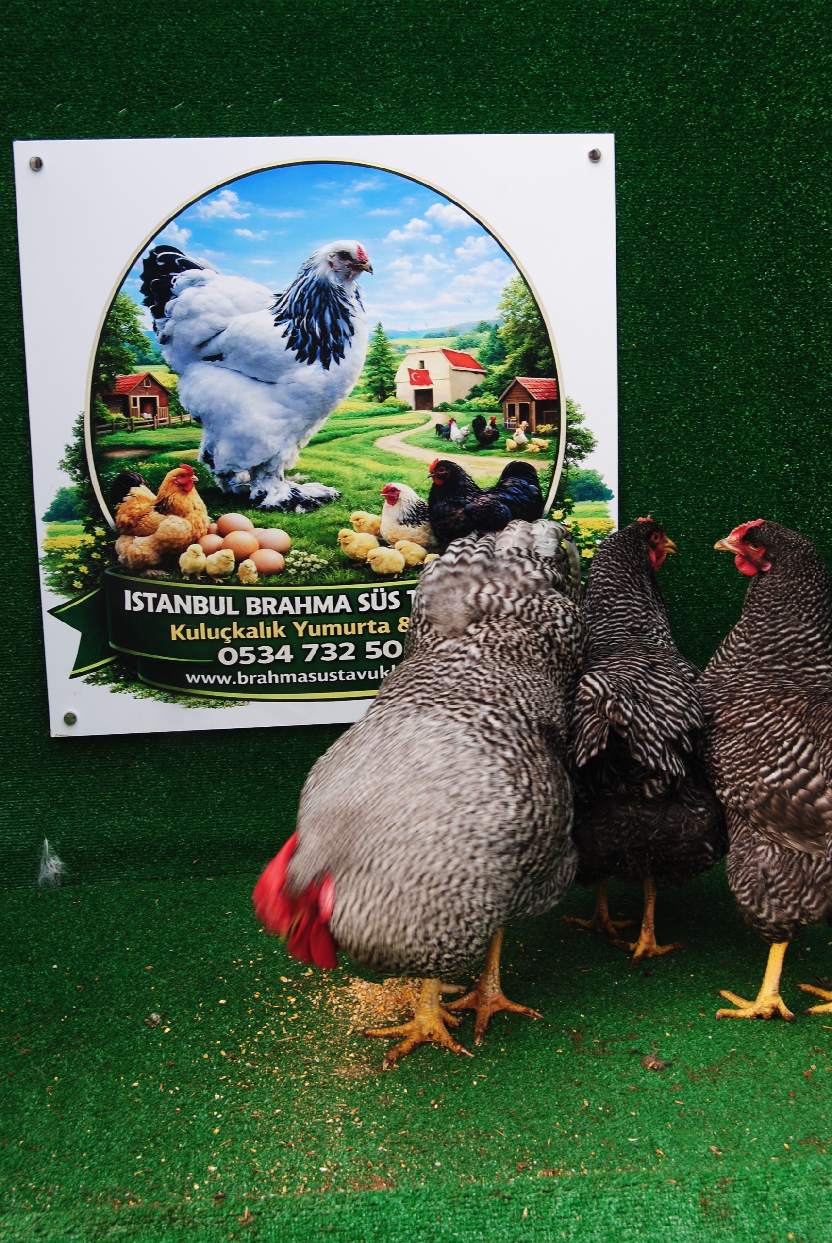 Barred Rock Kuluçkalık Yumurta İstanbul Süs TAVUKLARI Barred Rock Kuluçkalık Yumurta