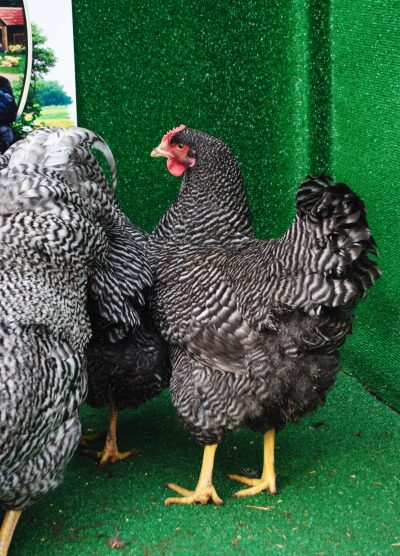 Barred Rock Kuluçkalık Yumurta