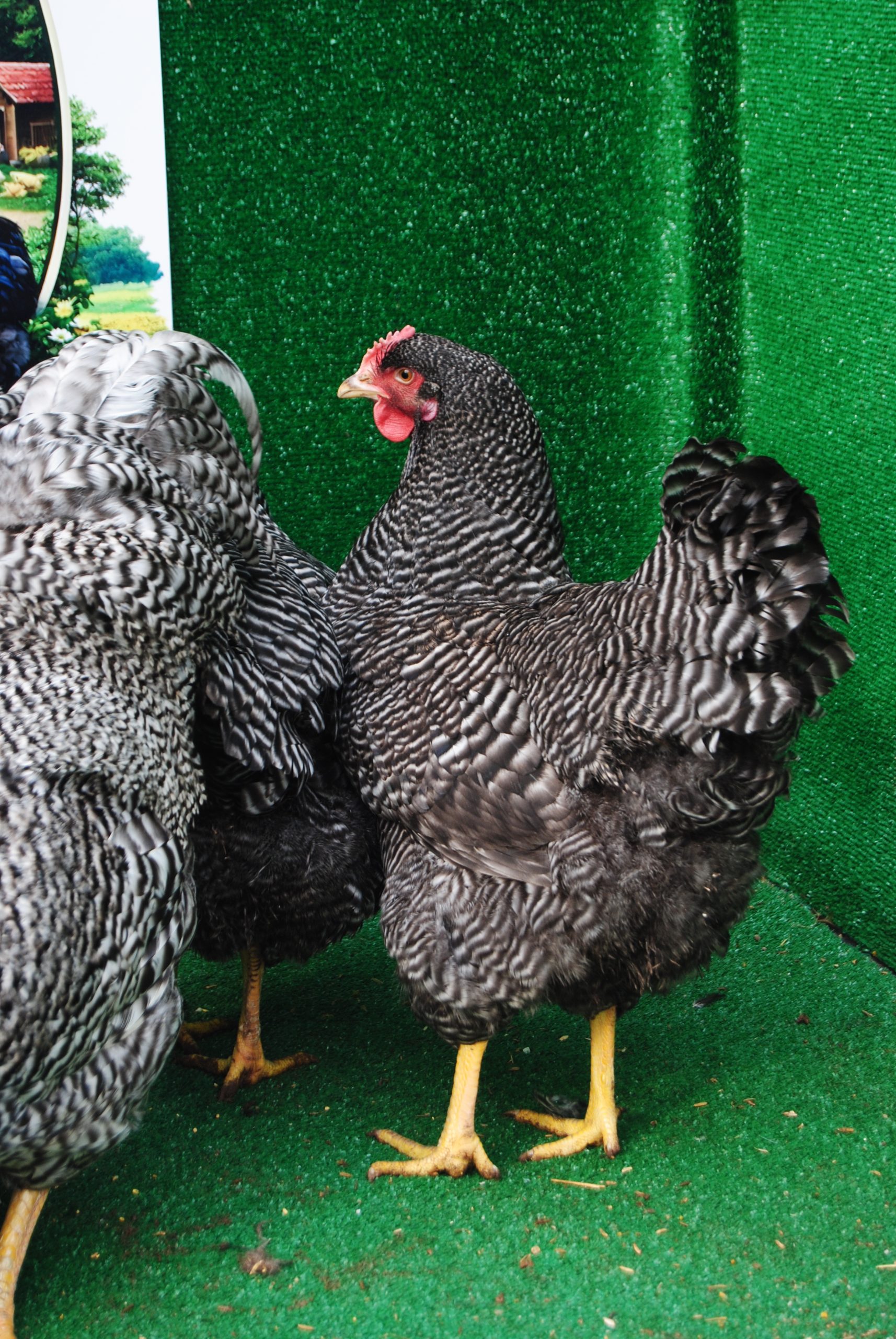 Barred Rock Kuluçkalık Yumurta İstanbul Süs TAVUKLARI Barred Rock Kuluçkalık Yumurta
