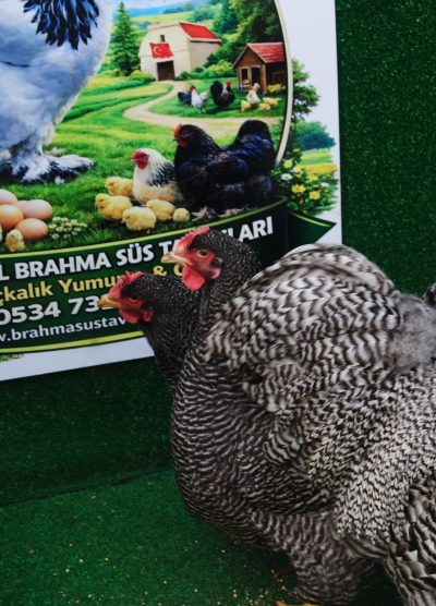 Barred Rock Kuluçkalık Yumurta