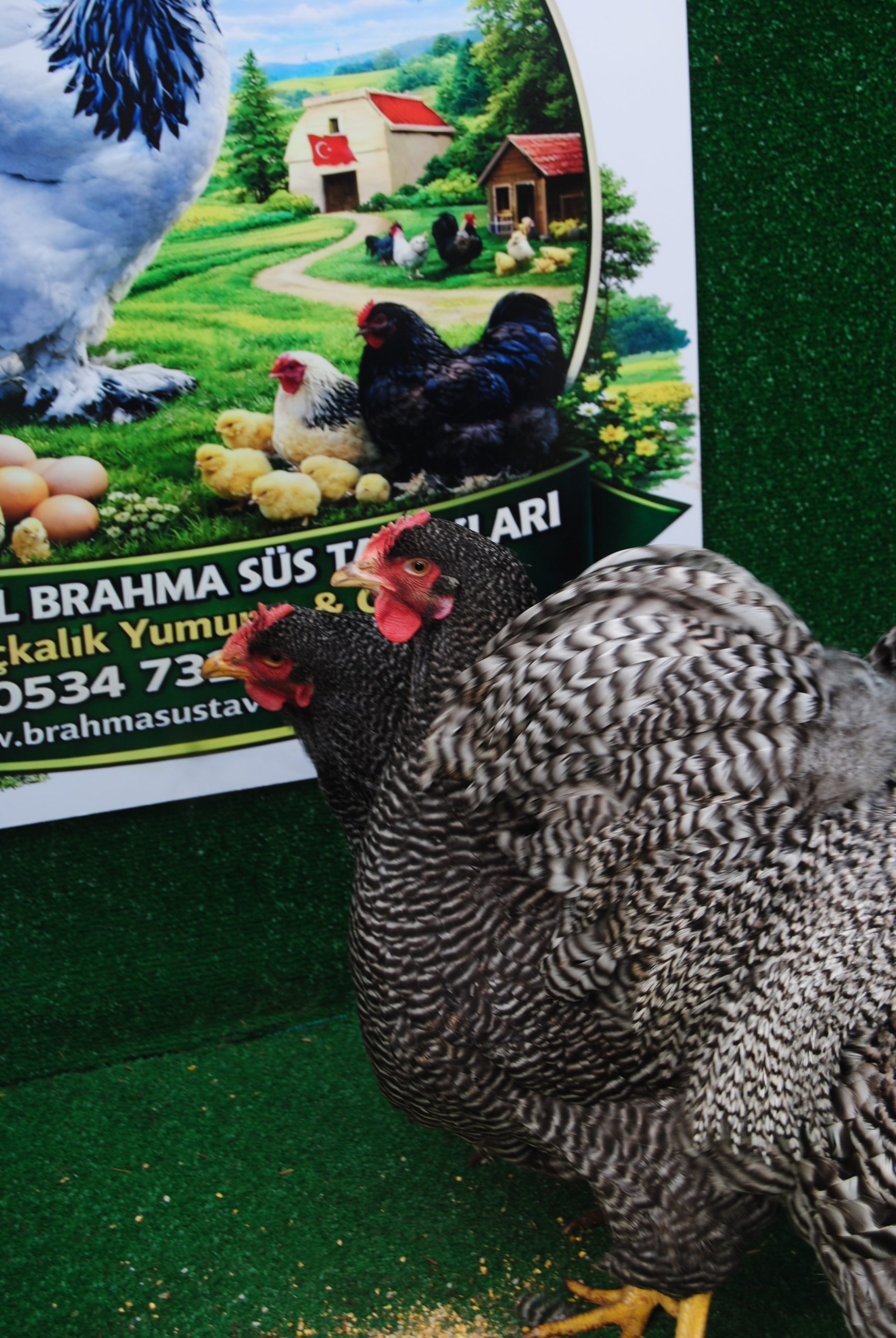 Barred Rock Kuluçkalık Yumurta İstanbul Süs TAVUKLARI Barred Rock Kuluçkalık Yumurta