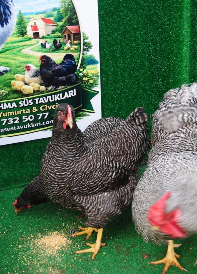 Barred Rock Kuluçkalık Yumurta