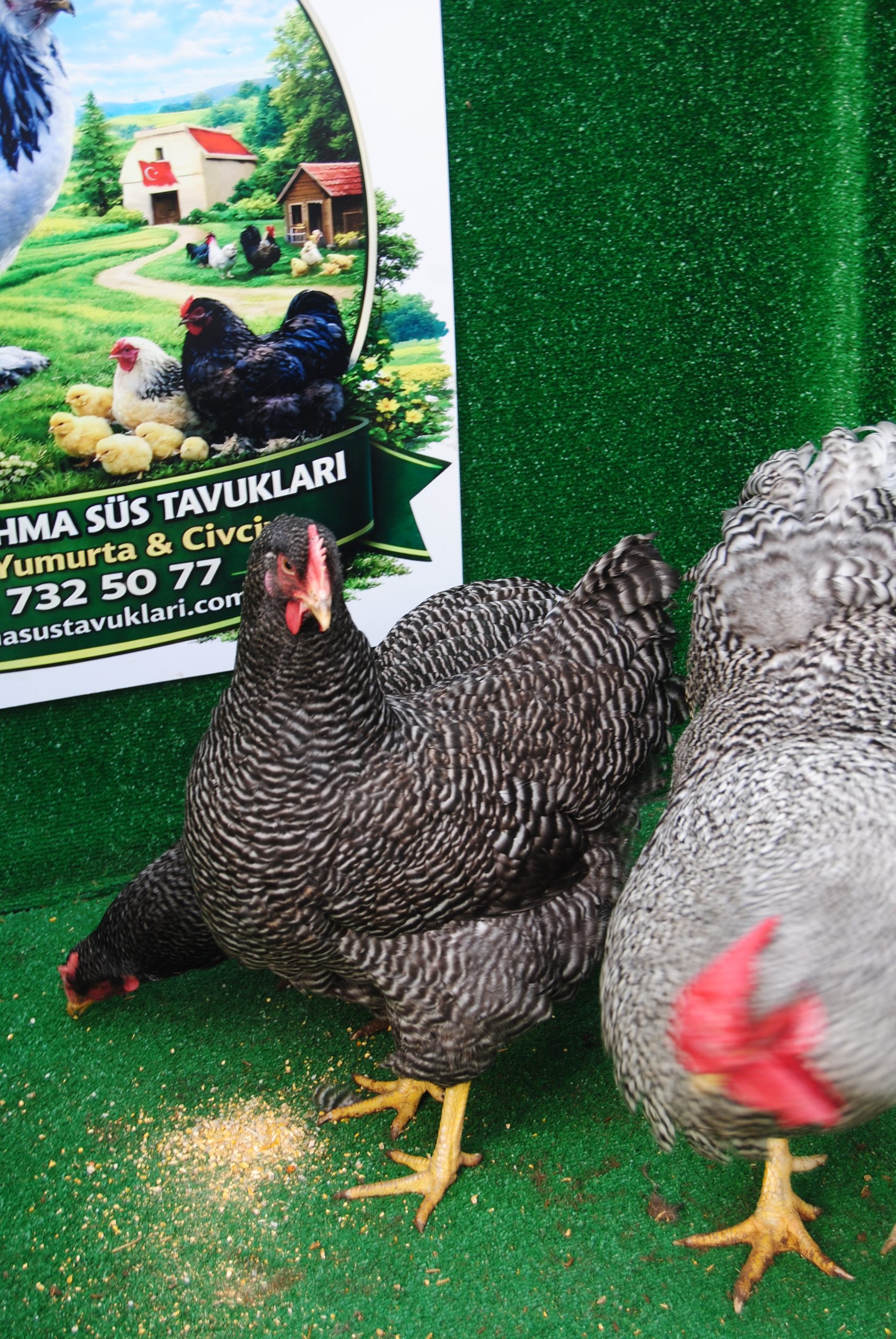 Barred Rock Kuluçkalık Yumurta İstanbul Süs TAVUKLARI Barred Rock Kuluçkalık Yumurta
