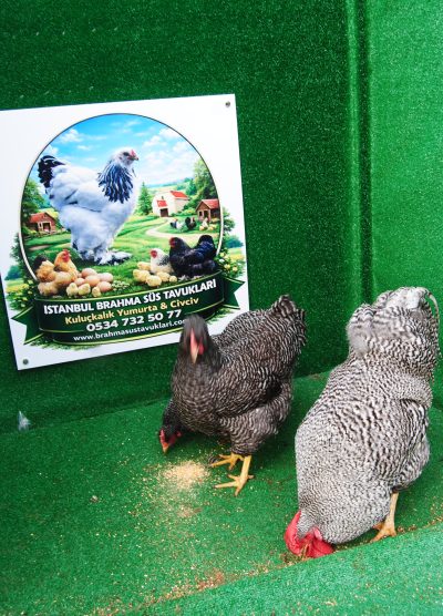 Barred Rock Kuluçkalık Yumurta