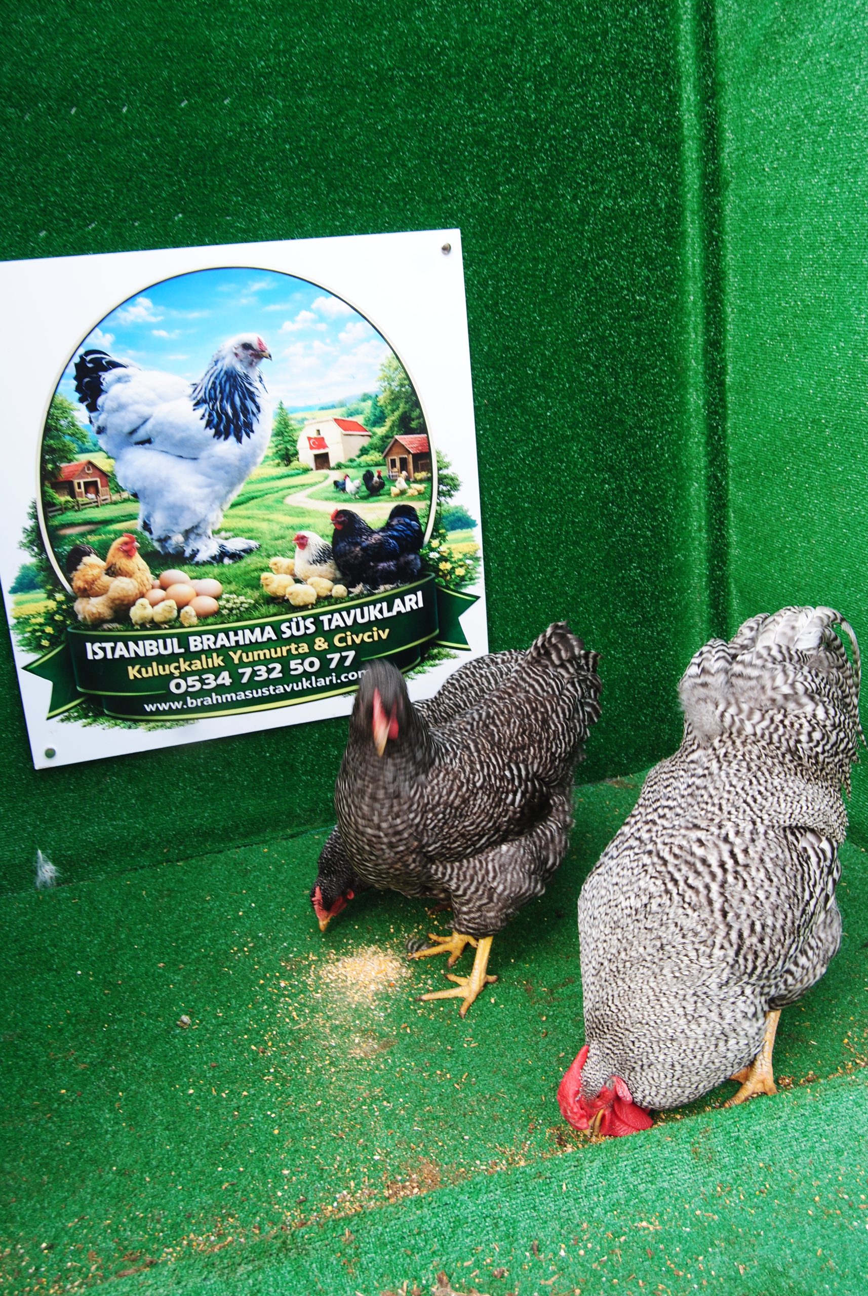 Barred Rock Kuluçkalık Yumurta İstanbul Süs TAVUKLARI Barred Rock Kuluçkalık Yumurta