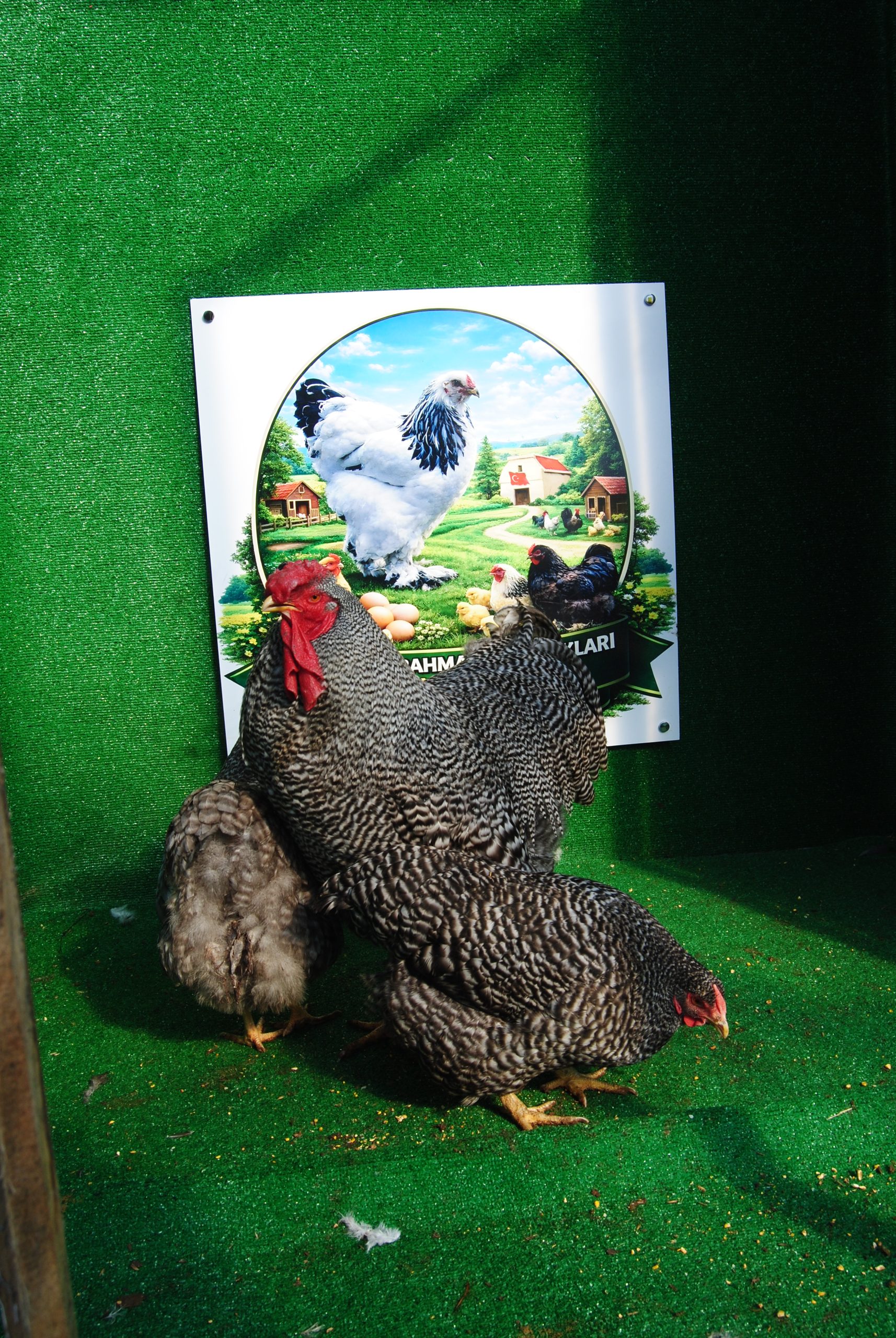 Barred Wyandotte Kuluçkalık Yumurta İstanbul Süs TAVUKLARI Barred Wyandotte