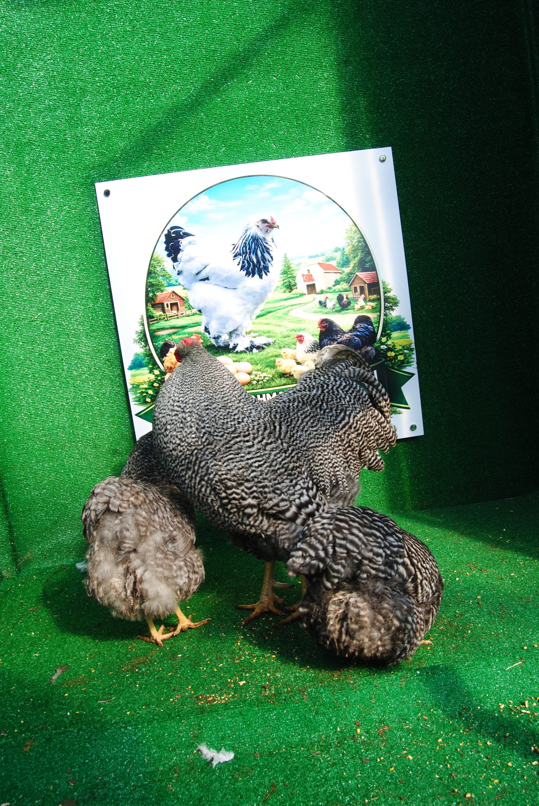 Barred Wyandotte Kuluçkalık Yumurta İstanbul Süs TAVUKLARI Barred Wyandotte