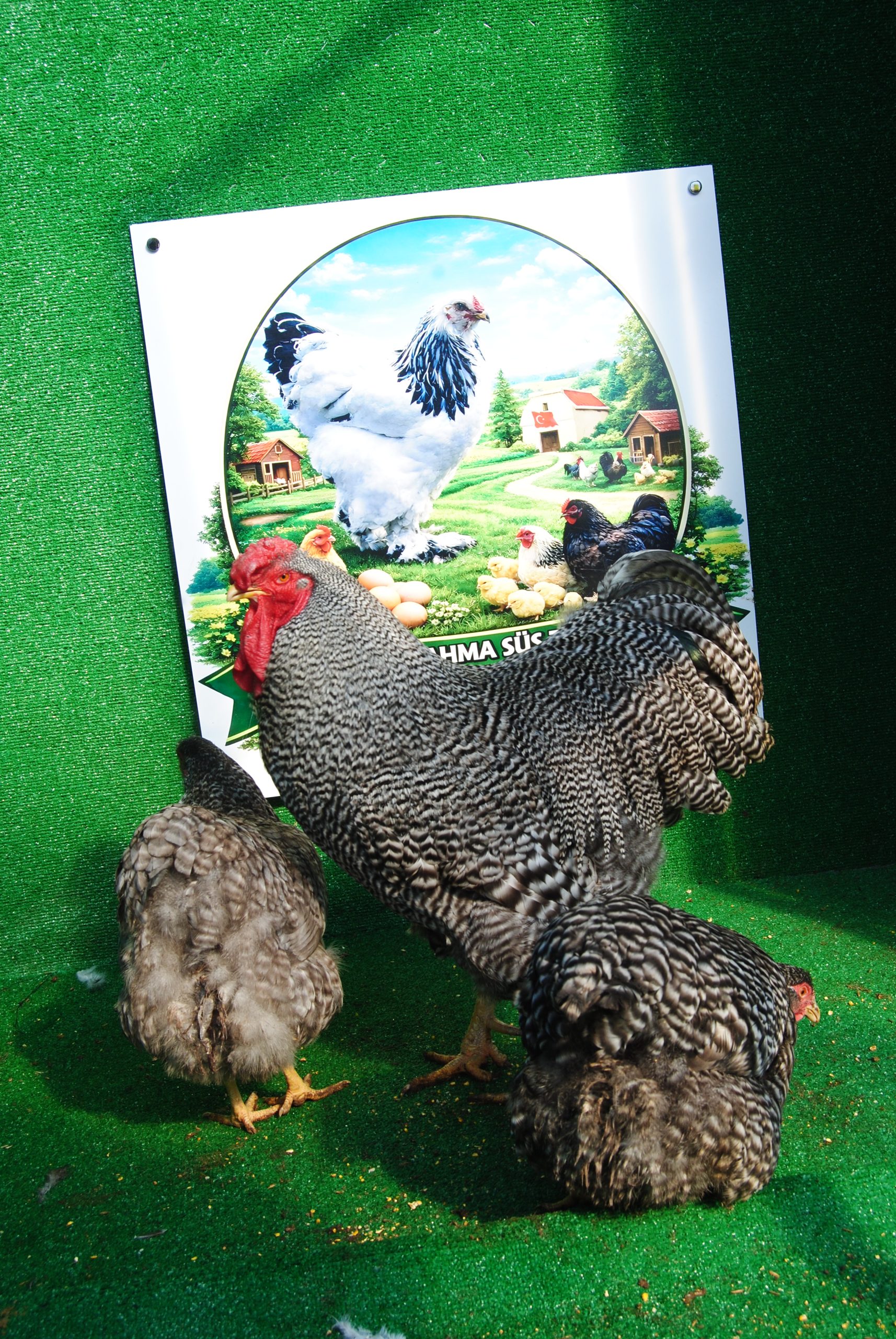 Barred Wyandotte Kuluçkalık Yumurta İstanbul Süs TAVUKLARI Barred Wyandotte