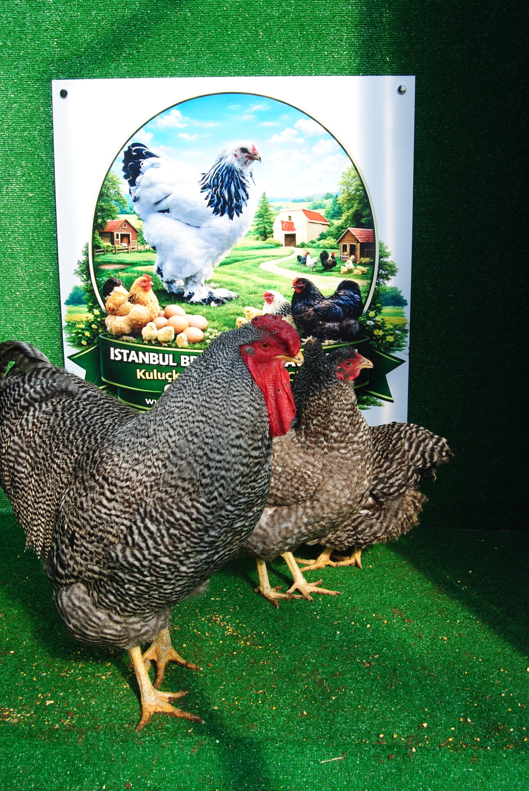 Barred Wyandotte Kuluçkalık Yumurta İstanbul Süs TAVUKLARI Barred Wyandotte