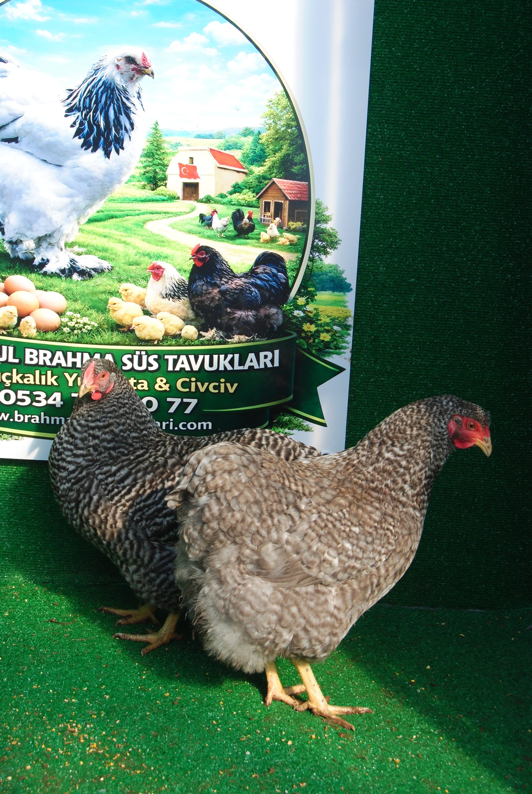 Barred Wyandotte Kuluçkalık Yumurta İstanbul Süs TAVUKLARI Barred Wyandotte