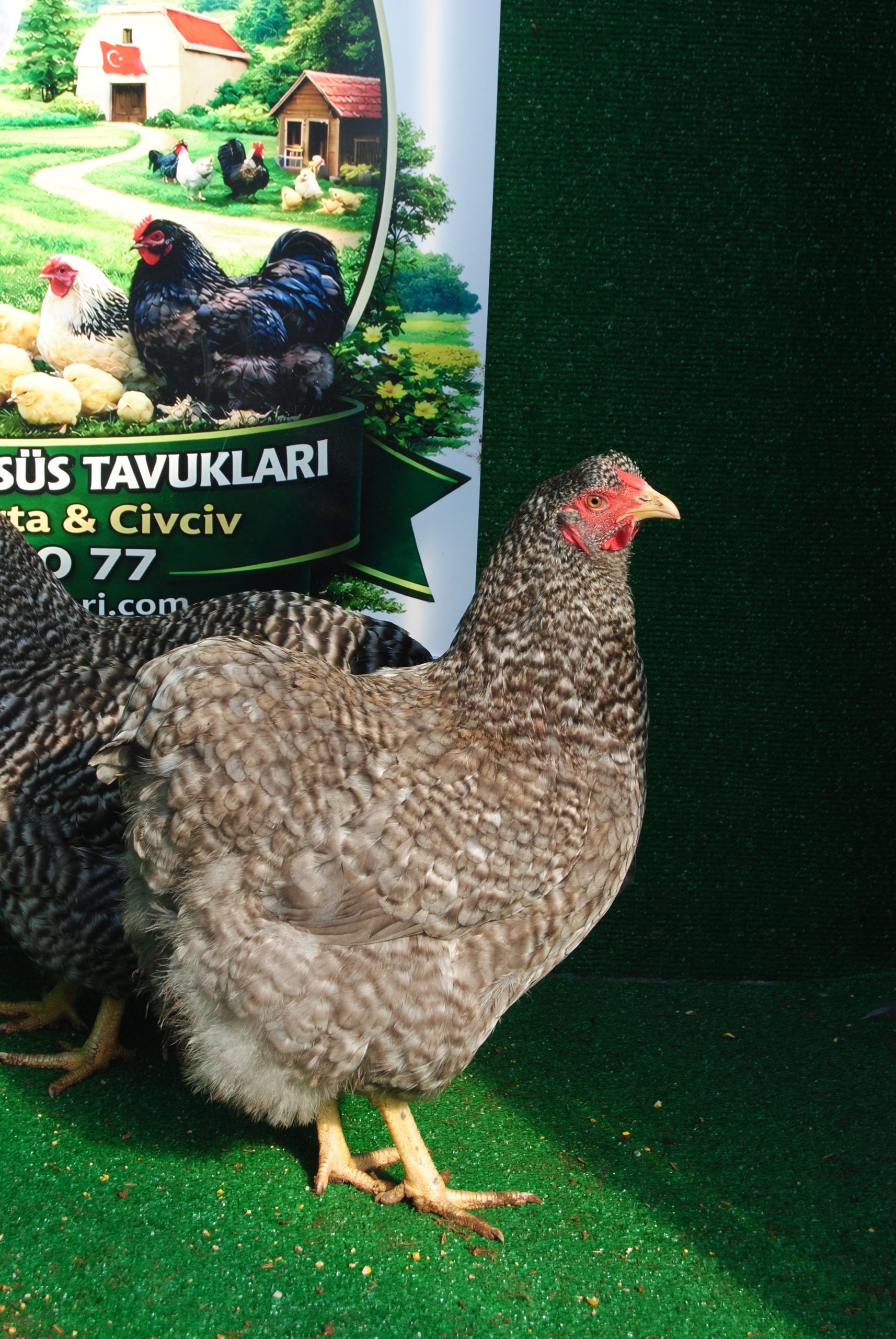 Barred Wyandotte Kuluçkalık Yumurta İstanbul Süs TAVUKLARI Barred Wyandotte