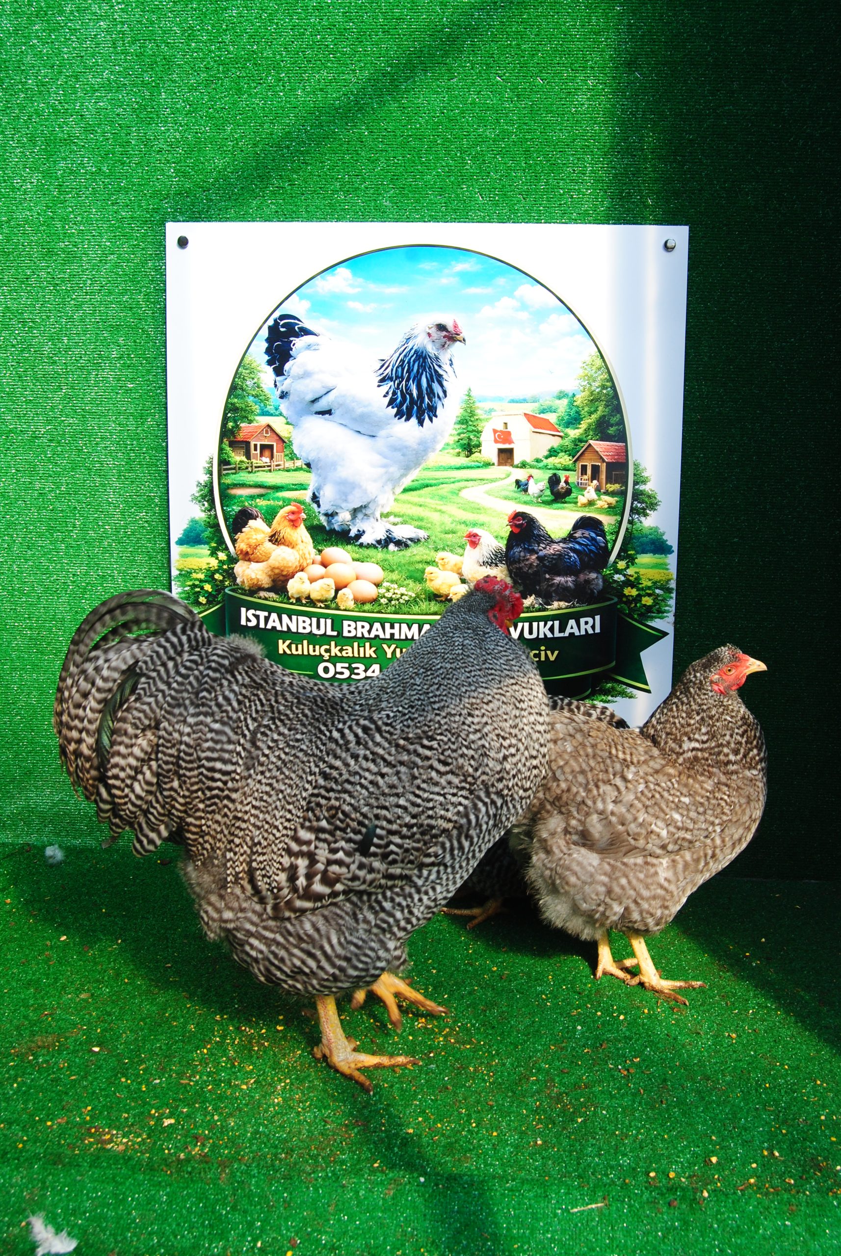 Barred Wyandotte Kuluçkalık Yumurta İstanbul Süs TAVUKLARI Barred Wyandotte