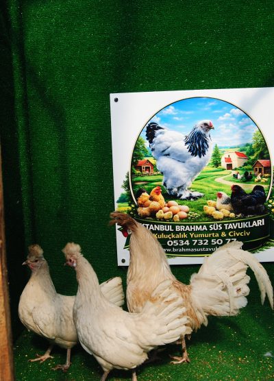 Beyaz Appenzeller Kuluçkalık Yumurta