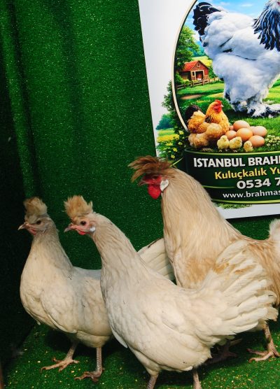 Beyaz Appenzeller Kuluçkalık Yumurta