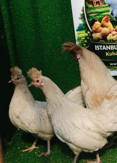 Beyaz Appenzeller Kuluçkalık Yumurta