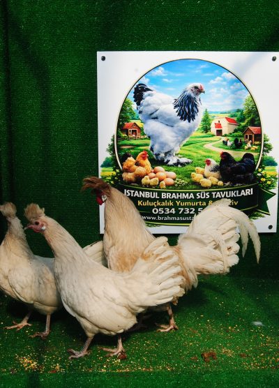 Beyaz Appenzeller Kuluçkalık Yumurta