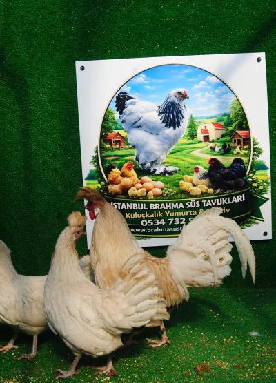 Beyaz Appenzeller Kuluçkalık Yumurta