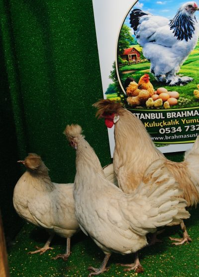 Beyaz Appenzeller Kuluçkalık Yumurta