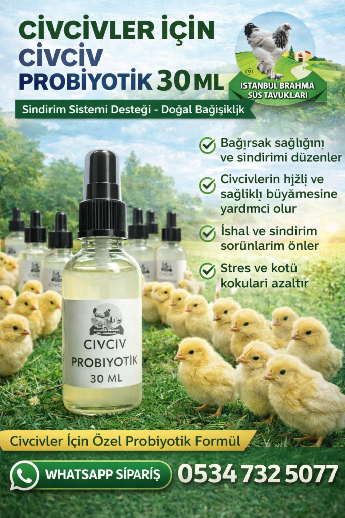 Smart Prolive Civciv Probiyotik | Sindirim ve Bağışıklık Desteği İstanbul Süs TAVUKLARI Kuluçkalık Yumurta