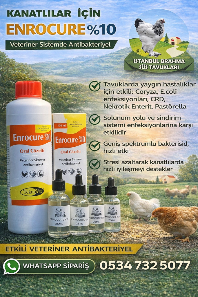 Enrocure %10 | Kanatlı Antibiyotik | Tavuk ve Civciv İlacı İstanbul Süs TAVUKLARI Kuluçkalık Yumurta