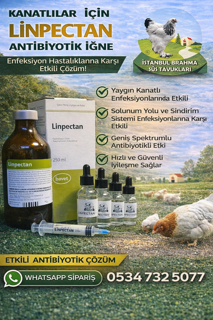 Linpectan Antibiyotik | Kanatlı Solunum ve Sindirim İlacı İstanbul Süs TAVUKLARI Kuluçkalık Yumurta