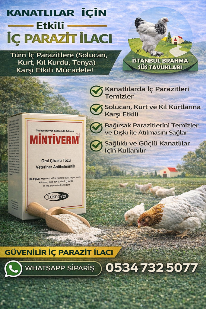 Mintiverm İç Parazit İlacı | Tavuk ve Civciv Solucan İlacı İstanbul Süs TAVUKLARI Kuluçkalık Yumurta